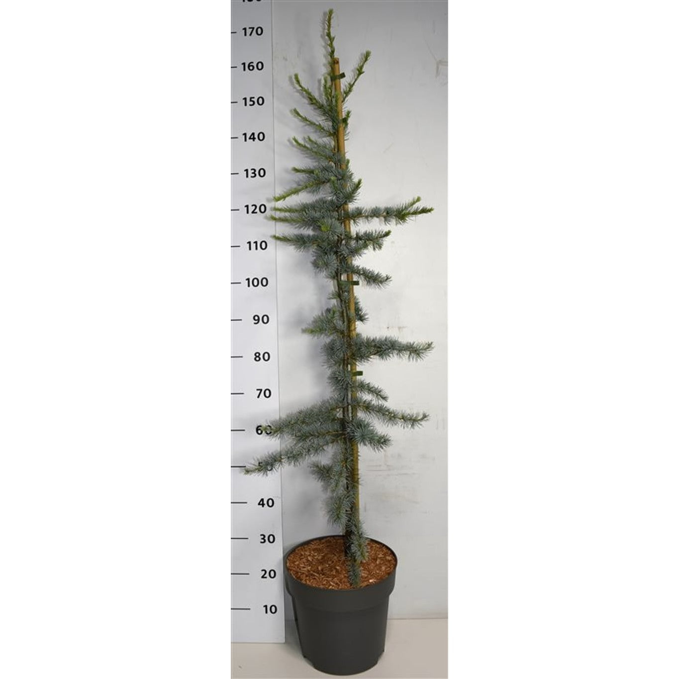 Libanonceder – Cedrus libani 'Glauca' - C15 160-180 CM